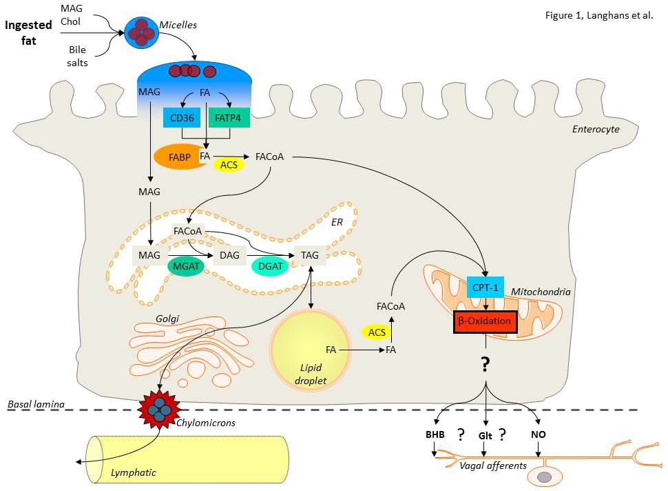 Fatty Acid Oxidation FAO Physiology And Behavior Laboratory ETH 