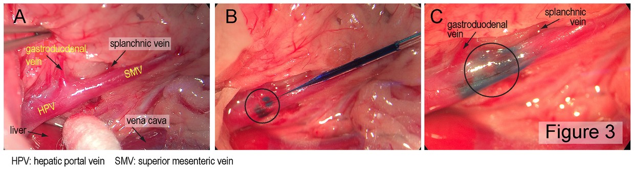 Figure 2: Injection site and example of HSV1-129 injection into the wall of the hepatic portal vein.